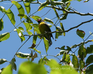 Sucrier ventre jaune male_3090.jpg